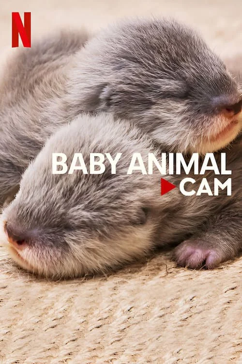 Động vật bé cưng trên camera - SubNhanh