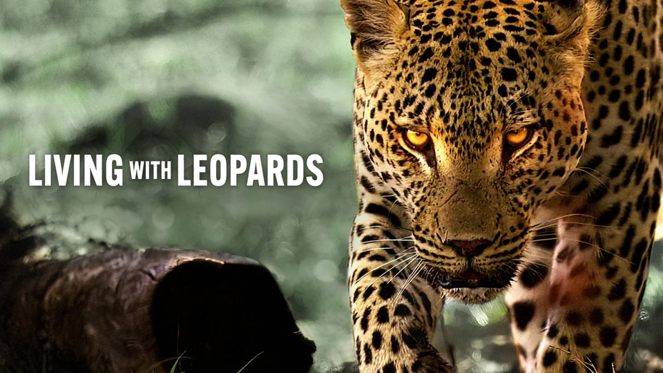 Living with Leopards - SubNhanh