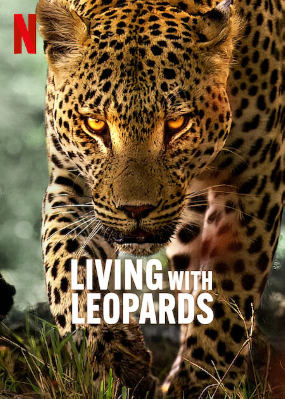 Living with Leopards - SubNhanh