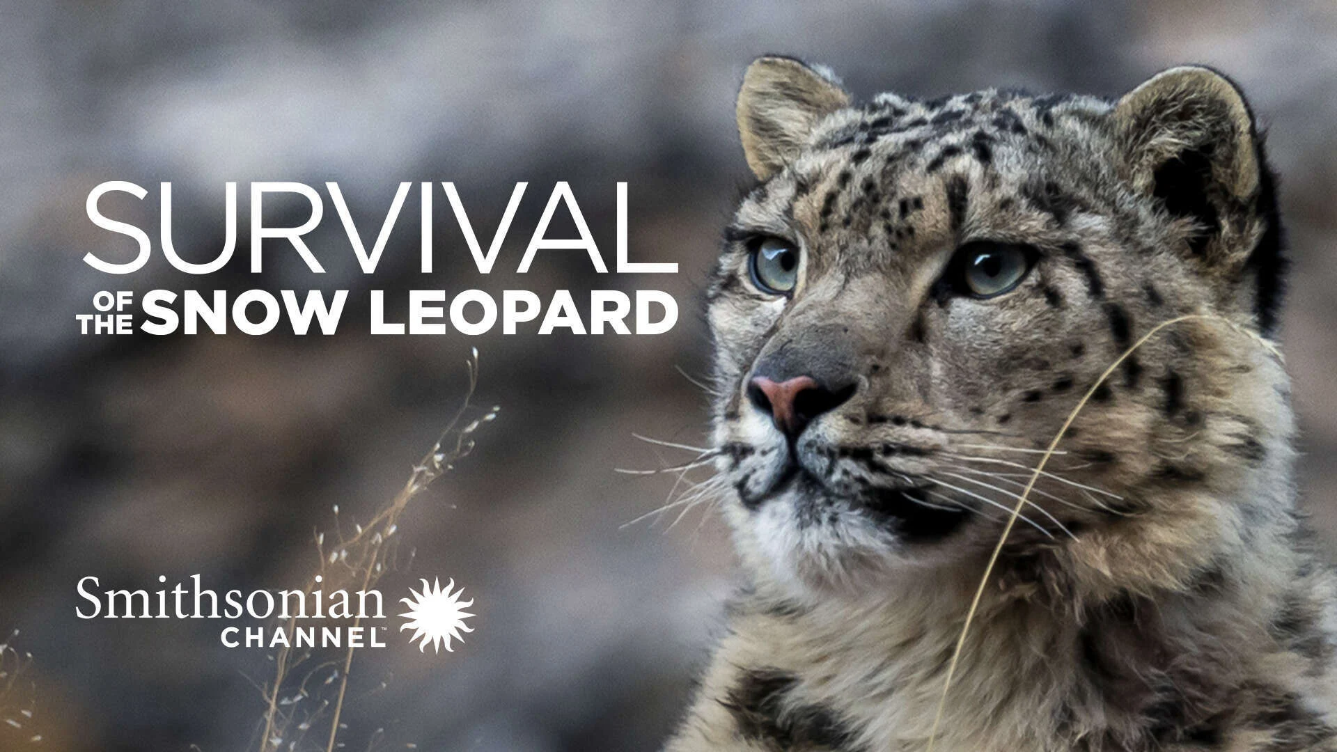 Survival Of The Snow Leopard - SubNhanh