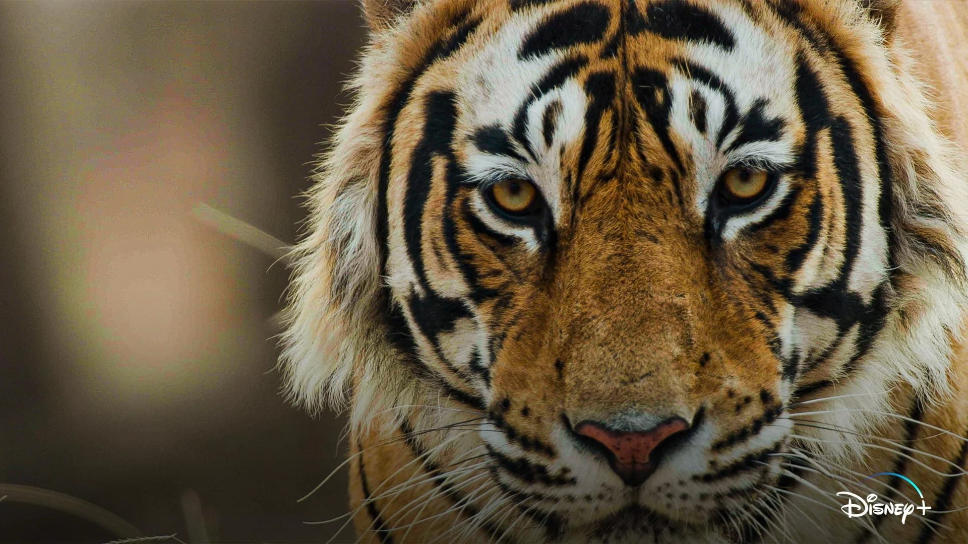 Tiger - SubNhanh