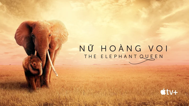Nữ Hoàng Voi - SubNhanh